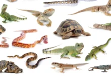 What Are Reptiles?